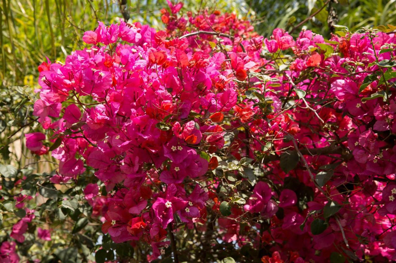 Million Flowers Protaras Zewnętrze zdjęcie